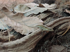 Anolis nebulosus