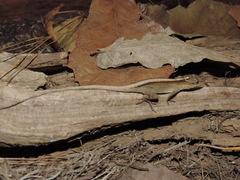 Anolis nebulosus