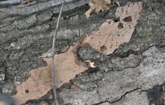 Hypoxylon rubiginosum