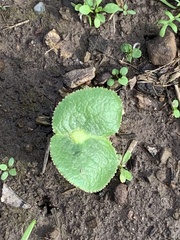 Lupinus densiflorus densiflorus