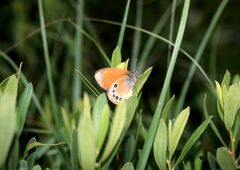 Coenonympha glycerion
