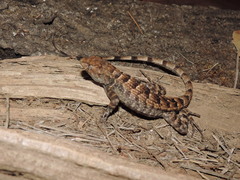 Sceloporus utiformis