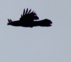 Corvus corax