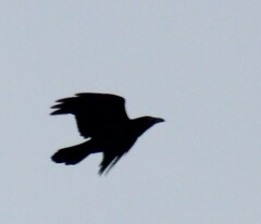 Corvus corax