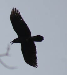 Corvus corax