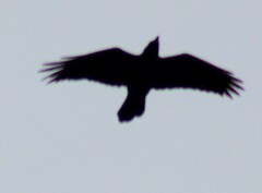 Corvus corax