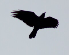 Corvus corax
