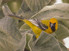 Icterus auratus