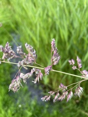 Phalaris arundinacea