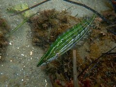 Heterostichus rostratus