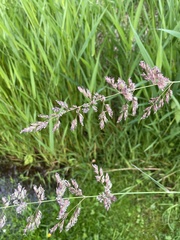 Phalaris arundinacea