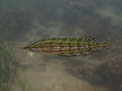 Heterostichus rostratus