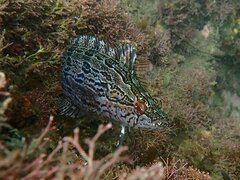 Heterostichus rostratus