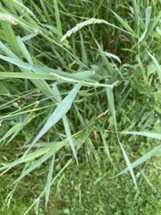 Phalaris arundinacea