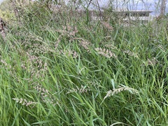 Phalaris arundinacea