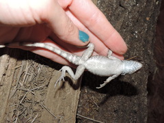 Sceloporus utiformis