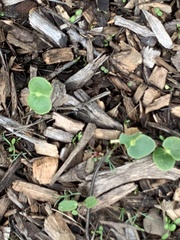 Lupinus densiflorus densiflorus