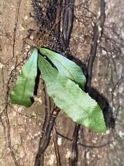 Asplenium serratum