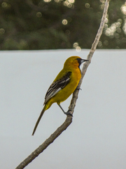 Icterus auratus