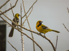 Icterus auratus