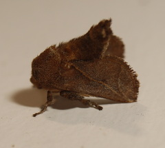 Anaxidia lozogramma