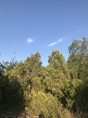 Austrocedrus chilensis