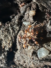 Meranoplus