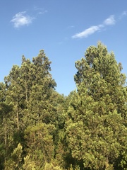 Austrocedrus chilensis