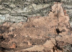 Hypoxylon rubiginosum