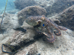 Hypsoblennius gentilis