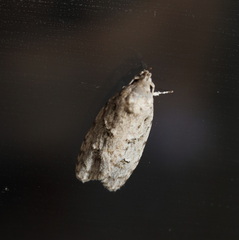 Agriophara horridula