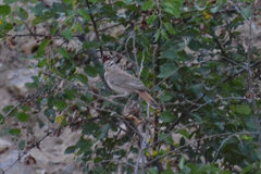 Cercotrichas galactotes