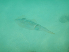 Sepioteuthis sepioidea