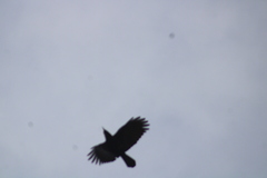 Corvus corax