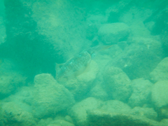 Sepioteuthis sepioidea