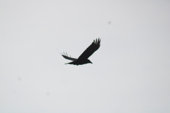Corvus corax