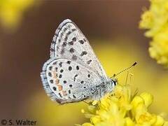 Euphilotes battoides