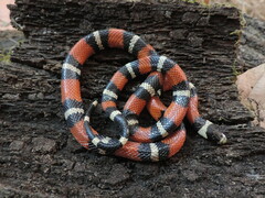 Lampropeltis polyzona