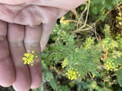 Descurainia pinnata
