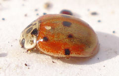 Adalia decempunctata