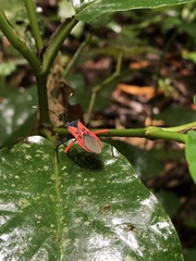 Leptoscelis excellens