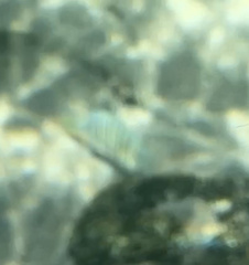 Canthigaster jactator