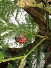 Leptoscelis excellens