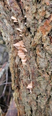 Scytinotus longinquus