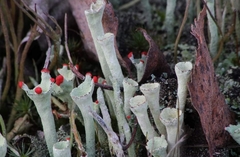 Cladonia deformis