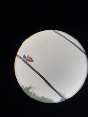 Pyrocephalus rubinus