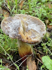 Hypomyces microspermus