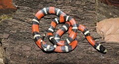 Lampropeltis polyzona