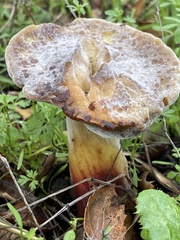 Hypomyces microspermus