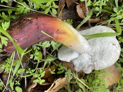 Hypomyces microspermus